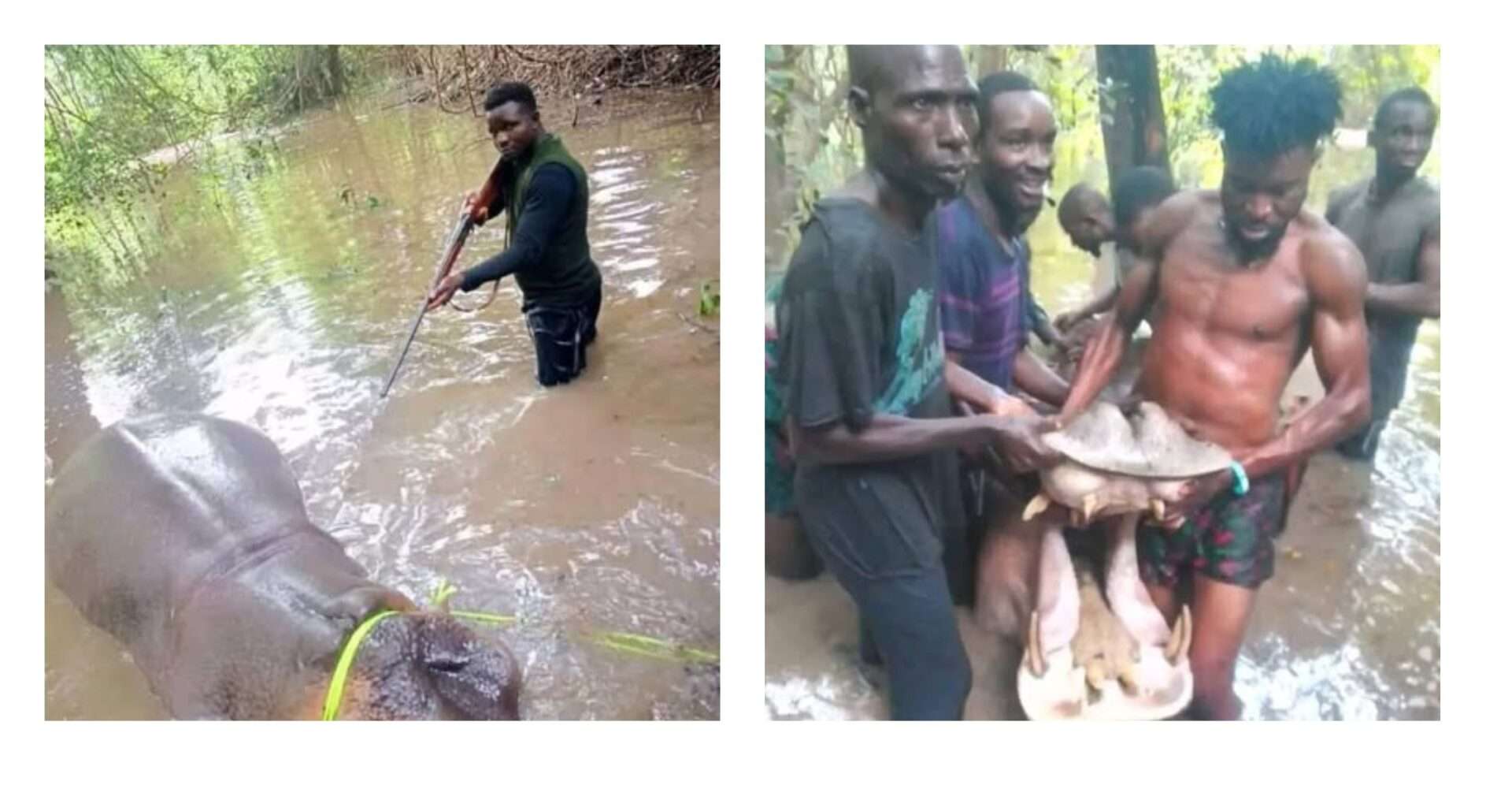 Giant Hippopotamus Killed in Edo Community, Residents Celebrate Rare Encounter