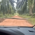 Panic as anaconda snake invades Okomu Oil Palm Plantation in Edo IMG_20260422_194713_971