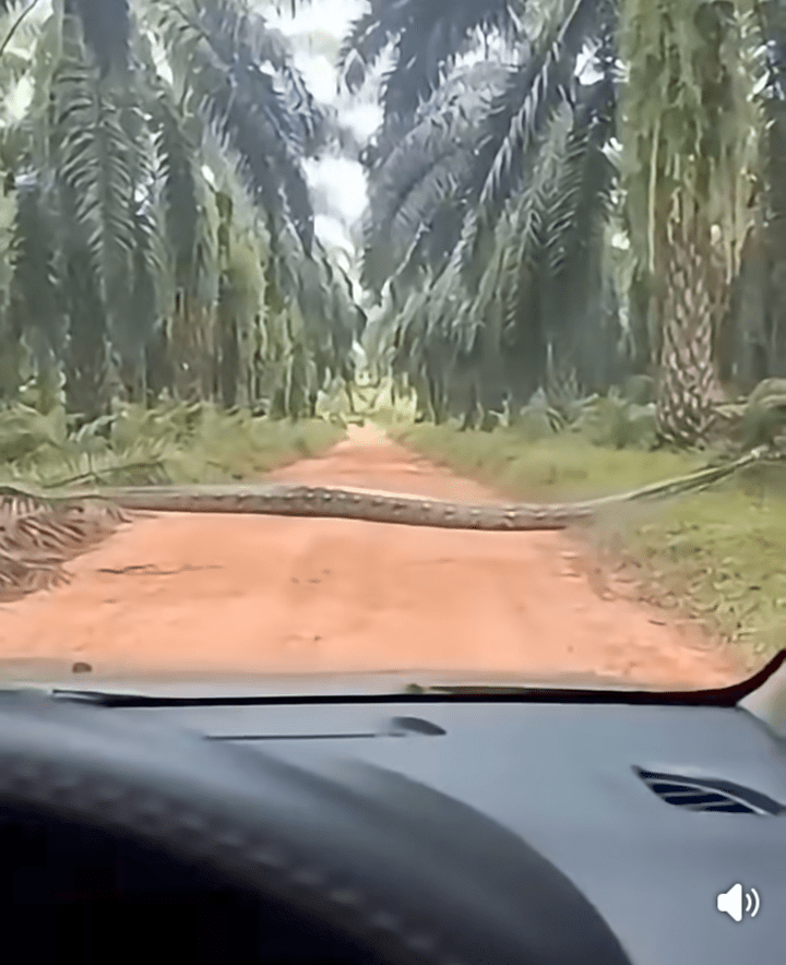 Panic as anaconda snake invades Okomu Oil Palm Plantation in Edo