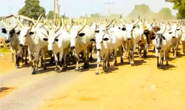 Bandits Demand 700 Cows, 1,000 Sheep, Force Mass Exodus from Villages