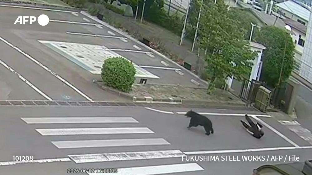 ‘Genius’ Bear Outsmarts Hunters After Injuring Four People in Japan
